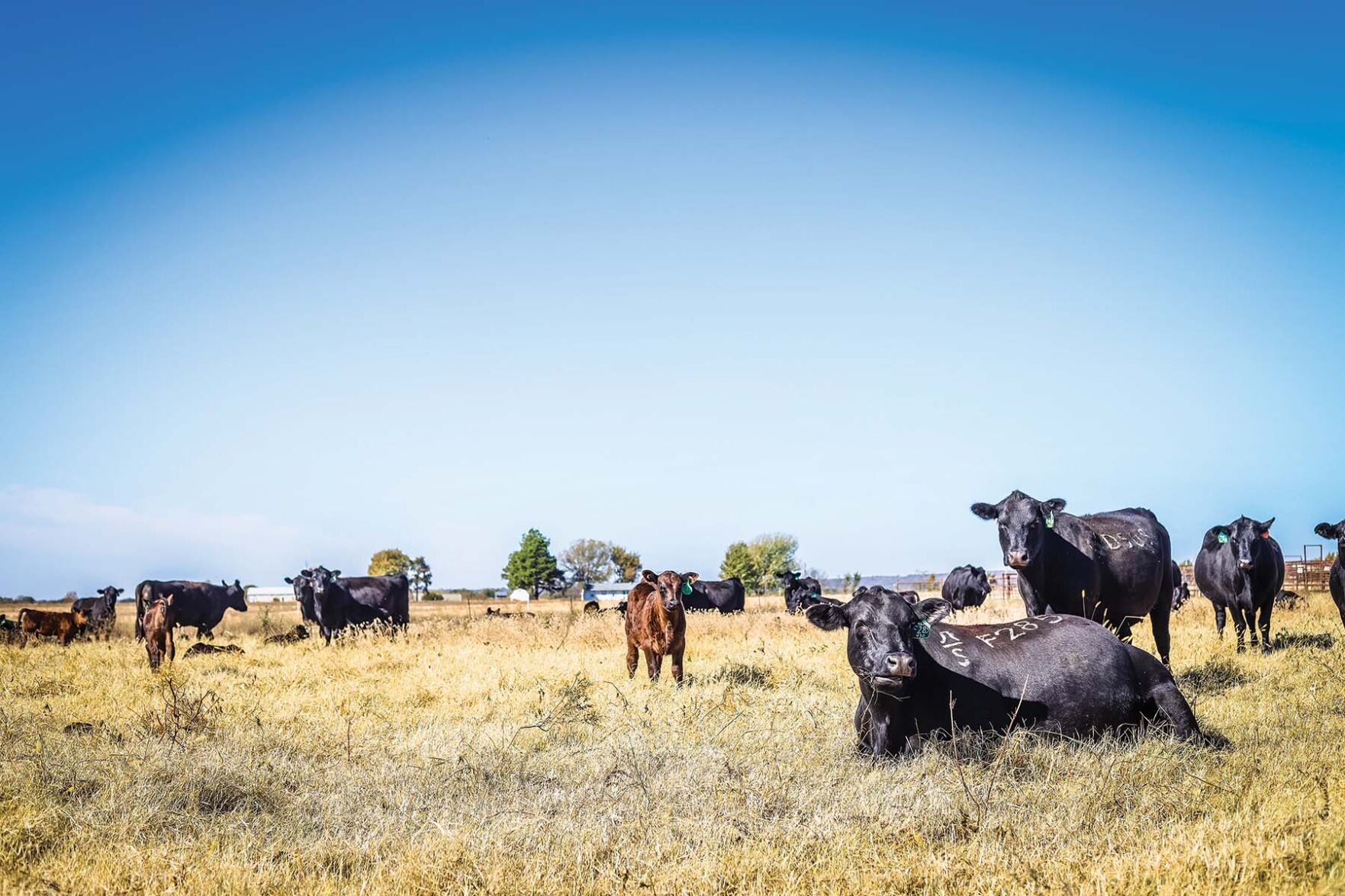 Cattle